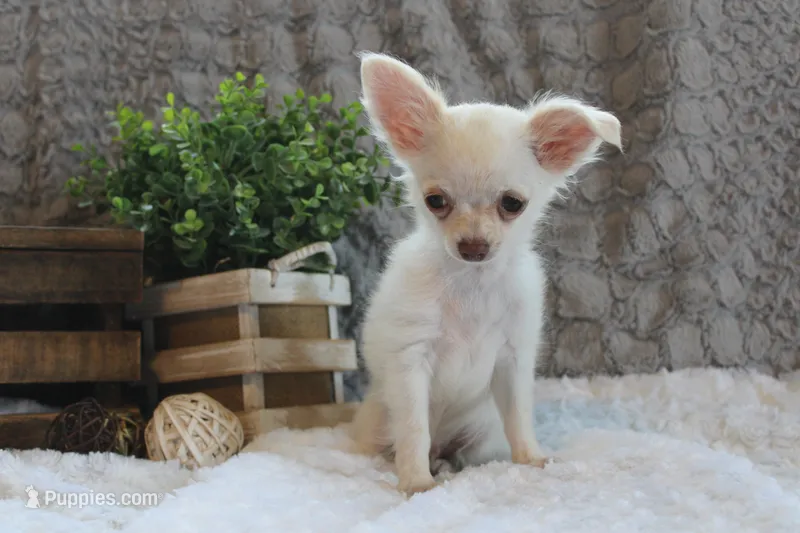 Evie – Chihuahua puppy for sale in Arbela, MO
