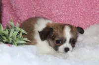 Bella, a female Chihuahua for sale in Arbela, MO – 5 of 8
