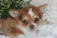 Franklin, a male Chihuahua for sale in Arbela, MO – 1 of 8