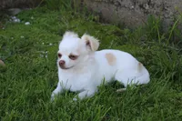 *AKC* LC  Creamy, a male Chihuahua for sale in Arbela, MO – 5 of 9