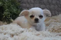 Alex, a male Chihuahua for sale in Arbela, MO – 5 of 7