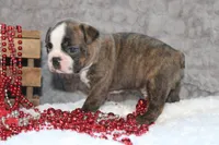 Gusty, a male Boston Terrier for sale in Arbela, MO – 4 of 7