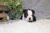 Hudson, a male Boston Terrier for sale in Arbela, MO – 4 of 10