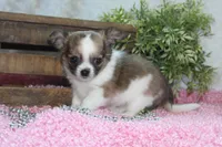 Bindi, a female Chihuahua for sale in Arbela, MO – 8 of 10