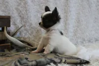 Evan, a male Chihuahua for sale in Arbela, MO – 2 of 9
