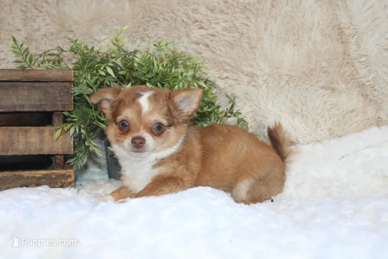 Franklin – Chihuahua puppy for sale in Arbela, MO