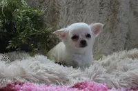 Cammie, a female Chihuahua for sale in Arbela, MO – 4 of 7