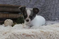 Essie , a female Chihuahua for sale in Arbela, MO – 2 of 10