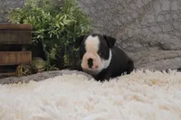 Hudson, a male Boston Terrier for sale in Arbela, MO – 6 of 10