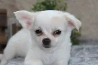 Denver, a male Chihuahua for sale in Arbela, MO – 5 of 7