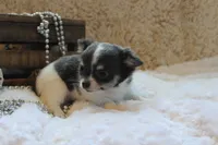 Cedric, a male Chihuahua for sale in Arbela, MO – 2 of 9