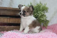 Bindi, a female Chihuahua for sale in Arbela, MO – 2 of 10