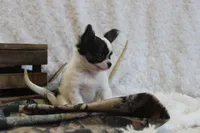 Evan, a male Chihuahua for sale in Arbela, MO – 7 of 9