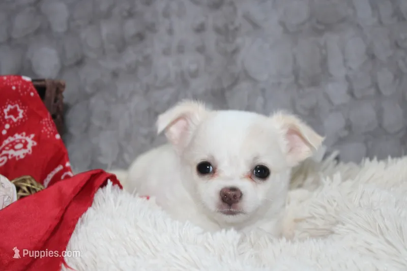 Denver – Chihuahua puppy for sale in Arbela, MO