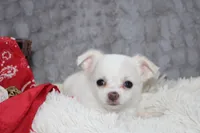 Denver, a male Chihuahua for sale in Arbela, MO – 1 of 8