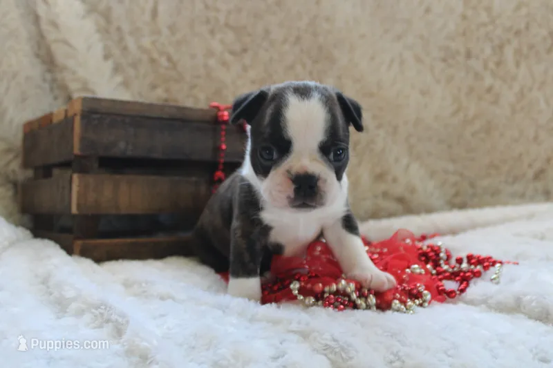 Gilmer – Boston Terrier puppy for sale in Arbela, MO