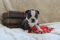 Gilmer, a male Boston Terrier for sale in Arbela, MO – 1 of 10