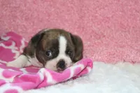 Gala, a female Boston Terrier for sale in Arbela, MO – 4 of 6
