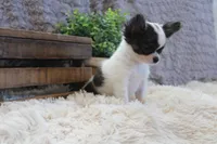 Evan, a male Chihuahua for sale in Arbela, MO – 4 of 9