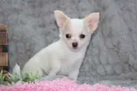 Callie, a female Chihuahua for sale in Arbela, MO – 3 of 10