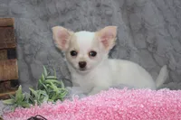 Callie, a female Chihuahua for sale in Arbela, MO – 4 of 10