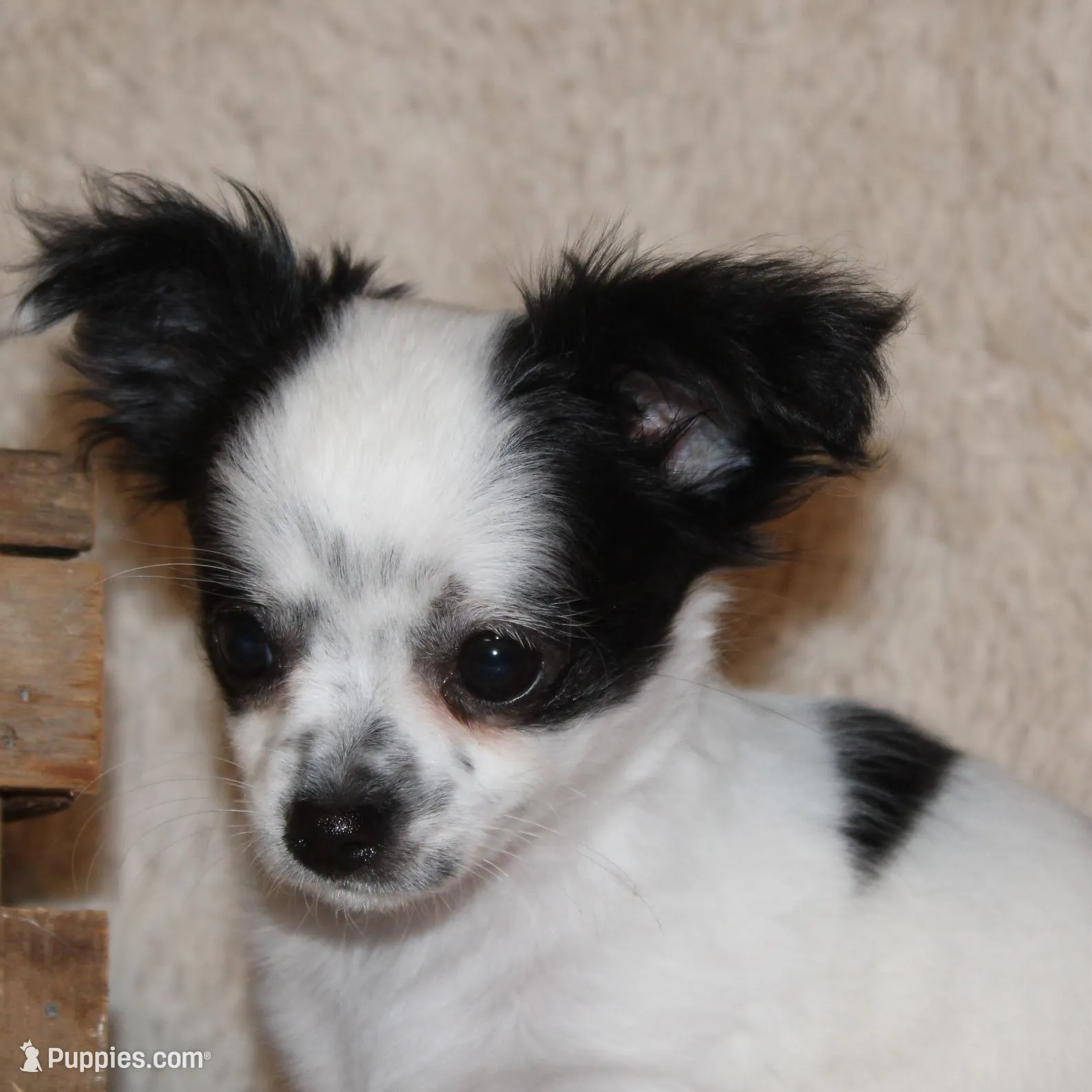LC Missy, a female Chihuahua for sale in Arbela, MO – Photo 2 of 9