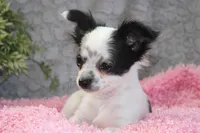 *AKC* LC Missy, a female Chihuahua for sale in Arbela, MO – Photo 2 of 7