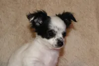 LC Missy, a female Chihuahua for sale in Arbela, MO – Photo 1 of 9