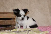 LC Missy, a female Chihuahua for sale in Arbela, MO – Photo 8 of 9