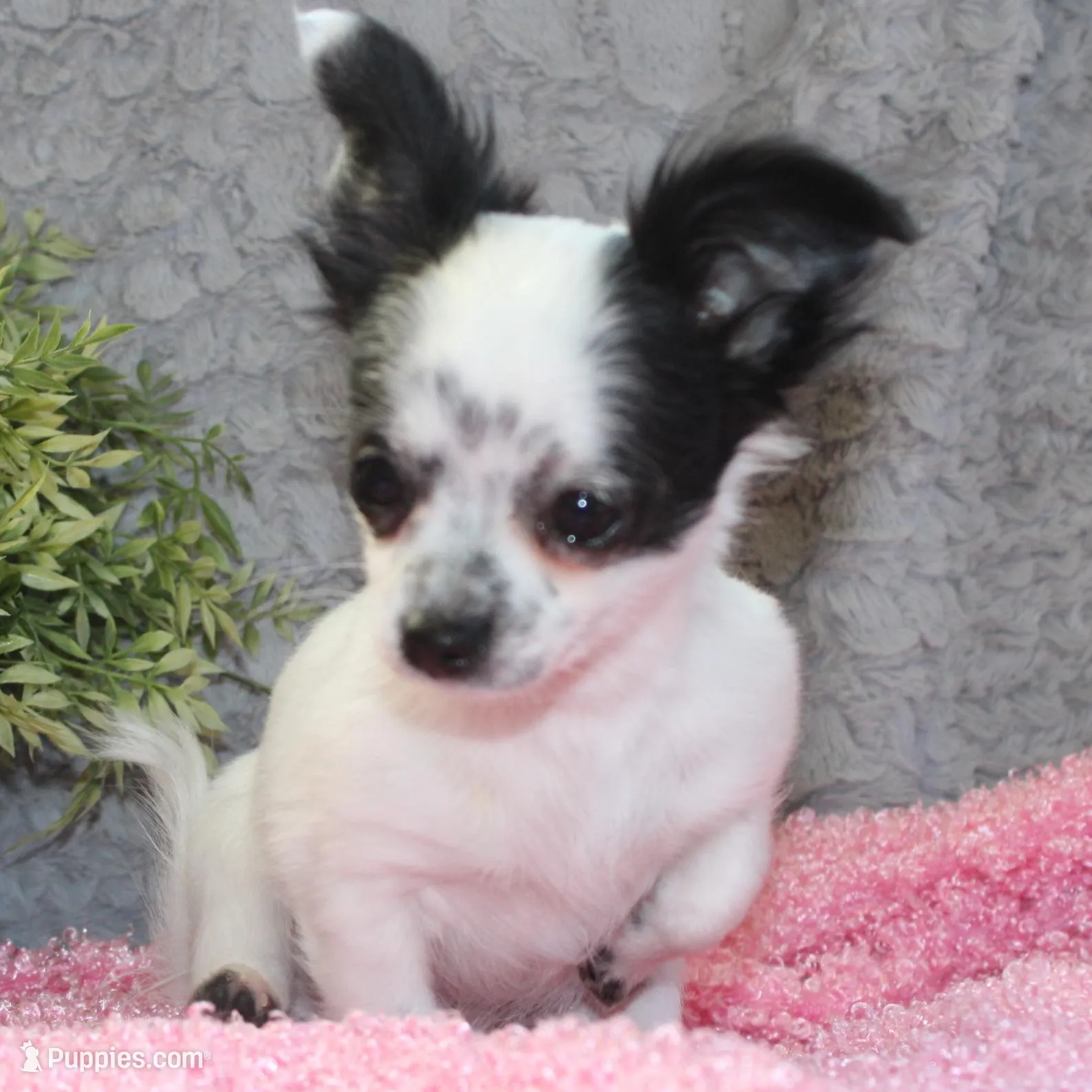 *AKC* LC Missy, a female Chihuahua for sale in Arbela, MO – Photo 6 of 7