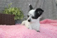 *AKC* LC Missy, a female Chihuahua for sale in Arbela, MO – Photo 3 of 7