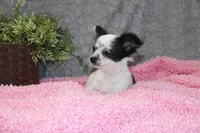 *AKC* LC Missy, a female Chihuahua for sale in Arbela, MO – Photo 1 of 7