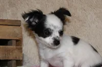 LC Missy, a female Chihuahua for sale in Arbela, MO – Photo 6 of 9