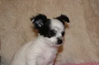 LC Missy, a female Chihuahua for sale in Arbela, MO – Photo 4 of 9