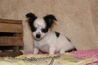 LC Missy, a female Chihuahua for sale in Arbela, MO – Photo 7 of 9