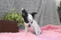 *AKC* LC Missy, a female Chihuahua for sale in Arbela, MO – Photo 7 of 7