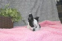 *AKC* LC Missy, a female Chihuahua for sale in Arbela, MO – Photo 5 of 7