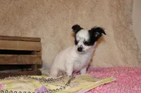 LC Missy, a female Chihuahua for sale in Arbela, MO – Photo 3 of 9