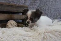 Essie , a female Chihuahua for sale in Arbela, MO – 1 of 10
