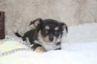 Daffie, a female Chihuahua for sale in Arbela, MO – 5 of 9