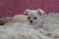 Effie, a female Chihuahua for sale in Arbela, MO – 9 of 9