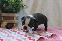 Giovanna, a female Boston Terrier for sale in Arbela, MO – 3 of 7