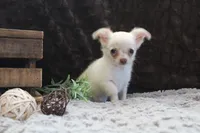 Evie, a male Chihuahua for sale in Arbela, MO – 2 of 9