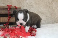 Gilmer, a male Boston Terrier for sale in Arbela, MO – 2 of 10