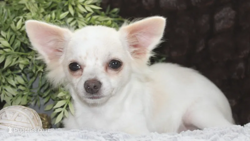 DOVER – Chihuahua puppy for sale in Arbela, MO