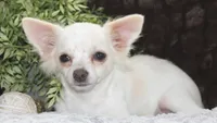 DOVER, a male Chihuahua for sale in Arbela, MO – 4 of 8