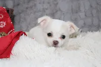 Denver, a male Chihuahua for sale in Arbela, MO – 7 of 8