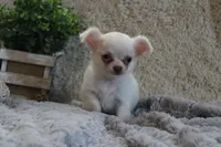Evie, a male Chihuahua for sale in Arbela, MO – 2 of 8
