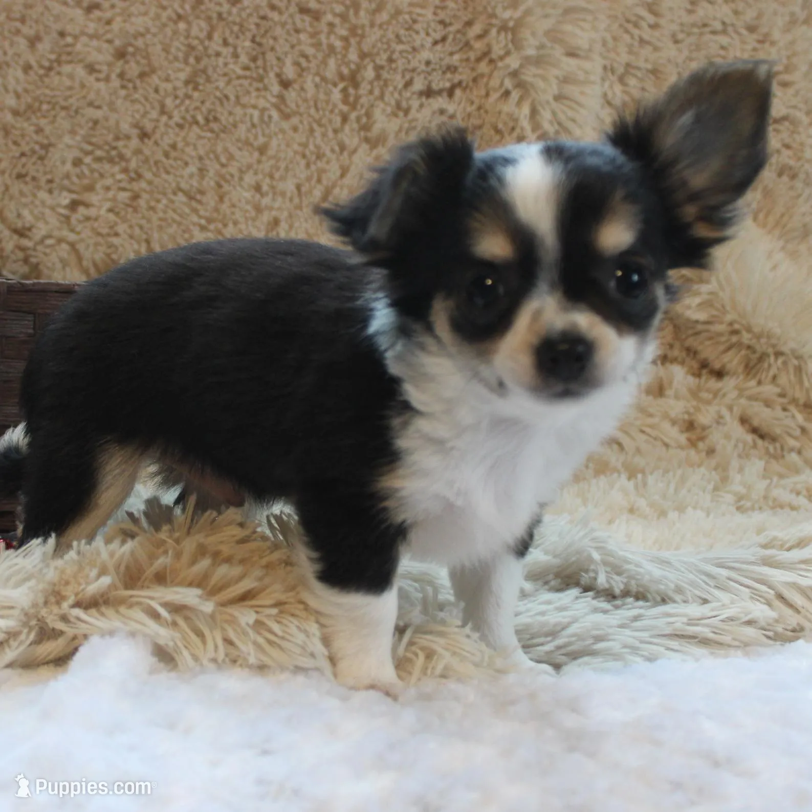 *AKC* LC Flyn, a male Chihuahua for sale in Arbela, MO – Photo 9 of 9