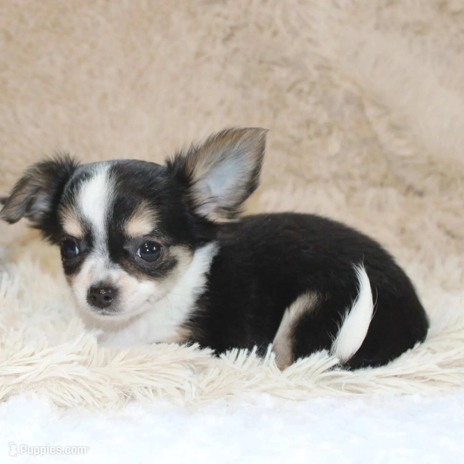 *AKC* LC Flyn, a male Chihuahua for sale in Arbela, MO – Photo 2 of 9